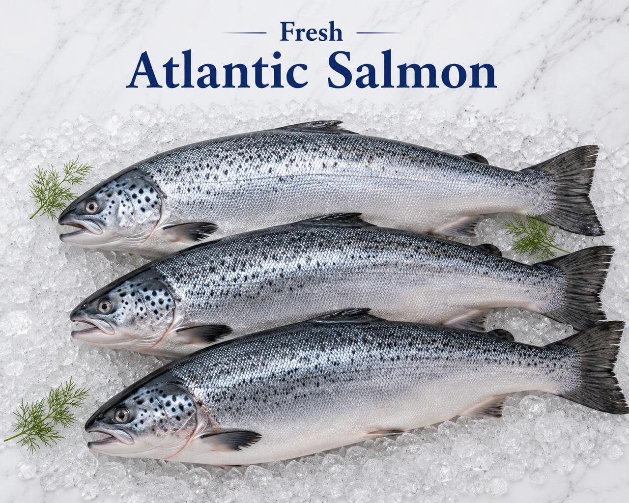 Fresh Atlantic Salmon Fresh Atlantic Salmon - Image 1