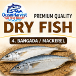 Bangada / Mackerel