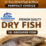 Grouper fish