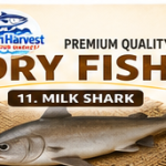 Milk shark