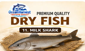 11_Milk_Shark Milk shark - Image 1
