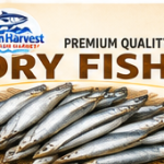 Sardine / Mathi