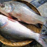 catla fish