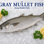 Gray Mullet