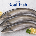 Boal Fish