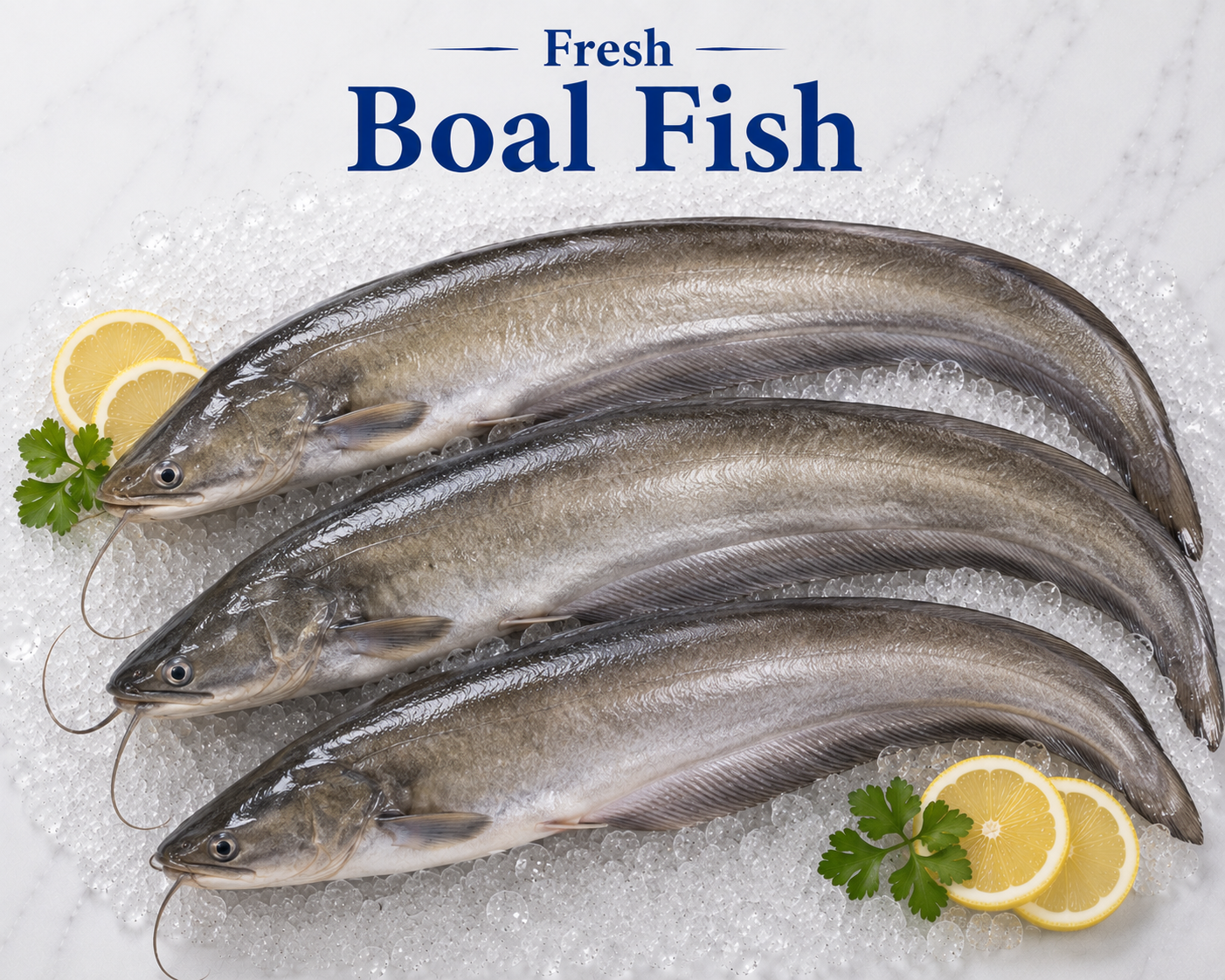 PFZE8585 Boal Fish - Image 1