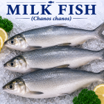 Milk Fish