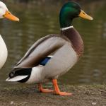 Country duck