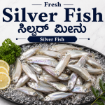 Silver Fish