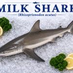 Milk Shark